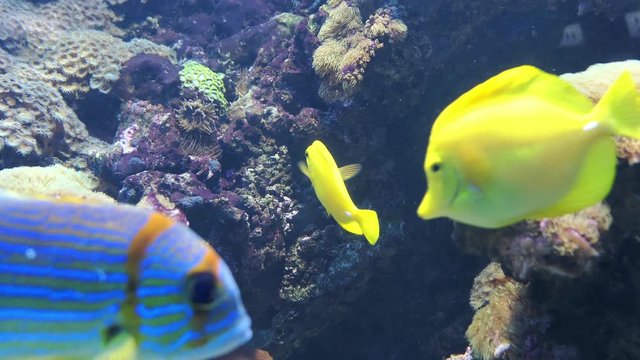 Zebrasoma flavescens yellow tang fish swimming in coral reef