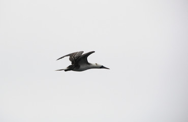 black headed gull