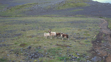Sheep in Iceland