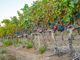 Red wine leaves at South Africa landscape during sunset phase