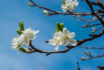 Cherry tree blossom