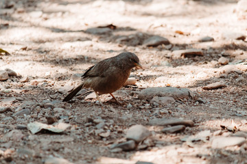 Closeup shot of Grey babbler bird on land