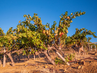 Red wine leaves at South Africa landscape during sunset phase