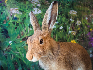 Detail of a hare in a flowery meadow.
