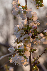 Blooming white cherry close up flower