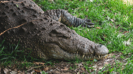 close up of a big crocodile