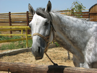 White-gray horse looks friendly at the camera. Horse in the farm