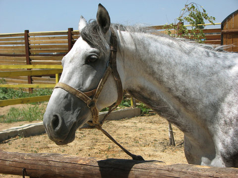White-gray horse looks friendly at the camera. Horse in the farm