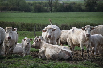 Blonde d'aquitaine domestic beef cattle herd