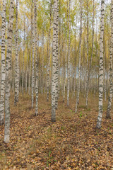 Birch trees with fresh green leaves in autumn. Sweden, selective focus