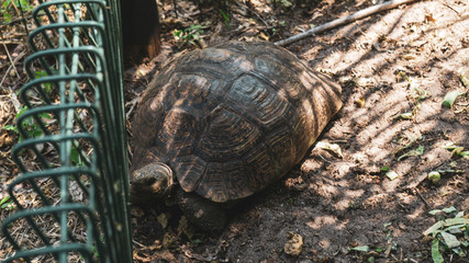 turtle on the ground