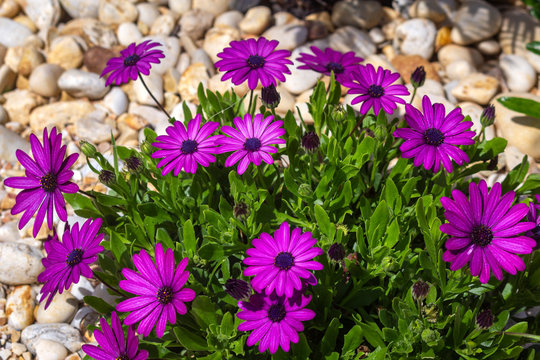 Osteospermum plant specie, flower close-up, its native to Africa continent, belonging to the sunflower daisy family Asteraceae, commonly known as daisy bushes or African daisies.
