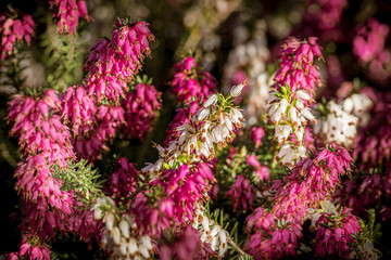 różowe kwiaty wrzośca © Henryk Niestrój