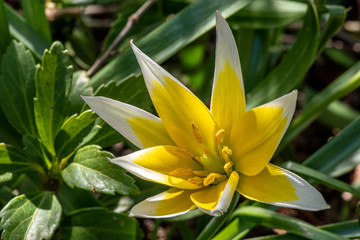 żółto-biały piękny kwiat na ciemnym zielonym tle