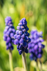 niebieski szafirek na zielonym tle w ogrodzie wiosennym