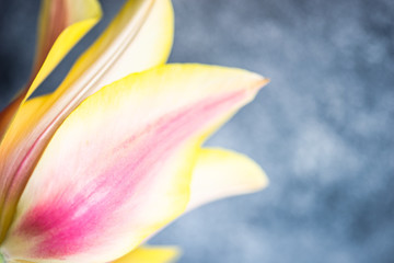 Tulip flowers on concrete background with copy space