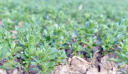 Farmers Plants Growing