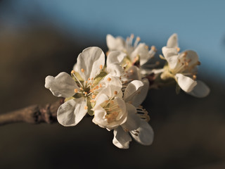 Fototapeta na wymiar vintage photo, cherry blossoms on a blurred background, flowering tree