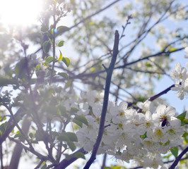 White Tree in Sun Shine