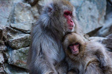 Obraz premium mono de nieve