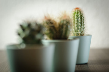 Collection of photographs of small cacti in micro pots.