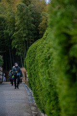 Fototapeta premium Arashiyama Bamboo Forest