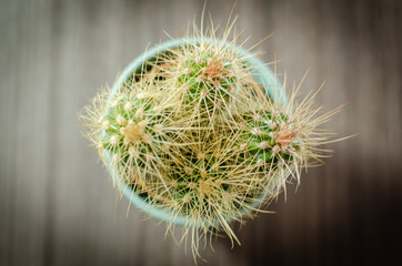 Collection of photographs of small cacti in micro pots.