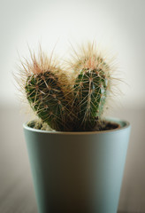 Collection of photographs of small cacti in micro pots.