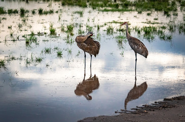 Sandhill Crane family standing in coastal marsh in Bradenton Florida.