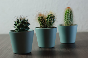 Collection of photographs of small cacti in micro pots.