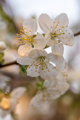 Blooming white cherry close up flower
