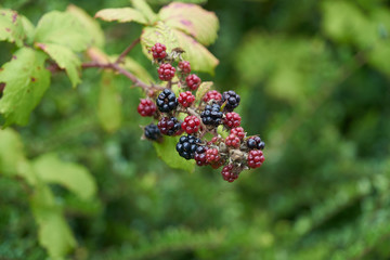 Mûres sur une branche de ronces .