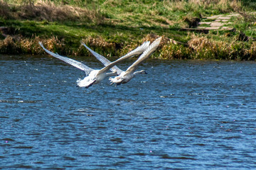 łabędzi lot © Henryk Olszewski