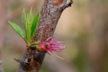young peach ovary in a tree