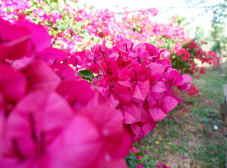 Bougainvillea on garden background.Large flowering spreading shrub of pink Bougainvillea (paper flower) tropical flower climber vine landscape plant isolated on green garden background.Close up.