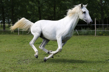 Obraz na płótnie Canvas Gray mare running through on the paddock