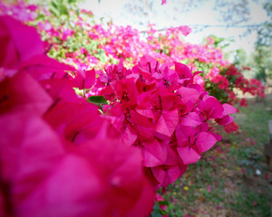 Bougainvillea on garden background.Large flowering spreading shrub of pink Bougainvillea (paper flower) tropical flower climber vine landscape plant isolated on green garden background.Close up.