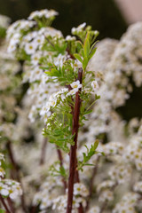 Blooming white spiraea in the spring garden