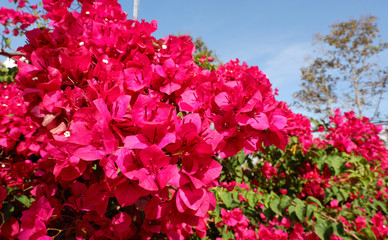 Bougainvillea on garden background.Large flowering spreading shrub of pink Bougainvillea (paper flower) tropical flower climber vine landscape plant isolated on green garden background.Close up.