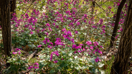 Kleinblättriges Immergrün mit lila Blüten