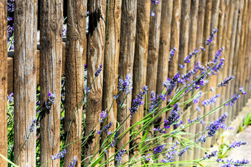 Lavendel am Gartenzaun