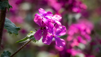 Fototapeta na wymiar Kleinblättriges Immergrün mit lila Blüten