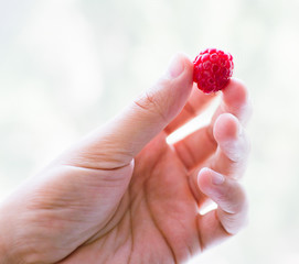 Raspberries in hand