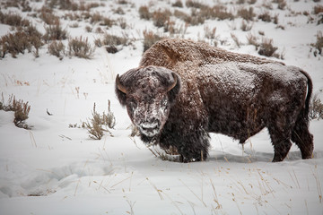 A snow cover bison in a Yellowstone winter