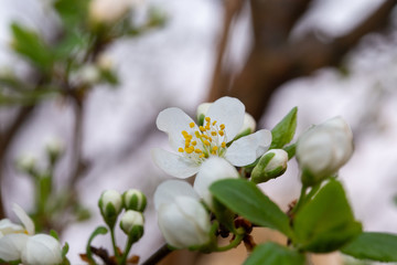 Blooming white plum flower on the tree