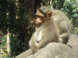 monkeys in forest