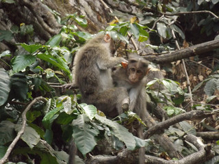 Naklejka na ściany i meble monkeys in forest