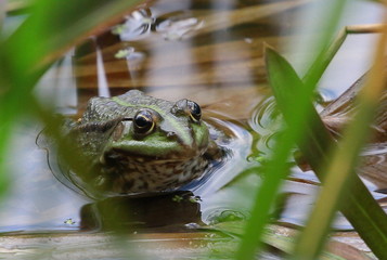 frosch