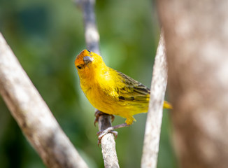 Sicalis Flaveola, Canário-da-terra, Saffron Finch 