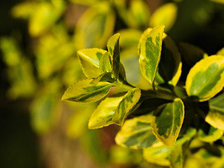 close-up on yellow-green leaves of the plant